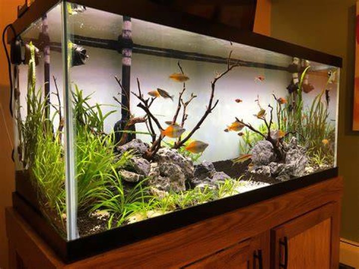 planted tropical aquarium
