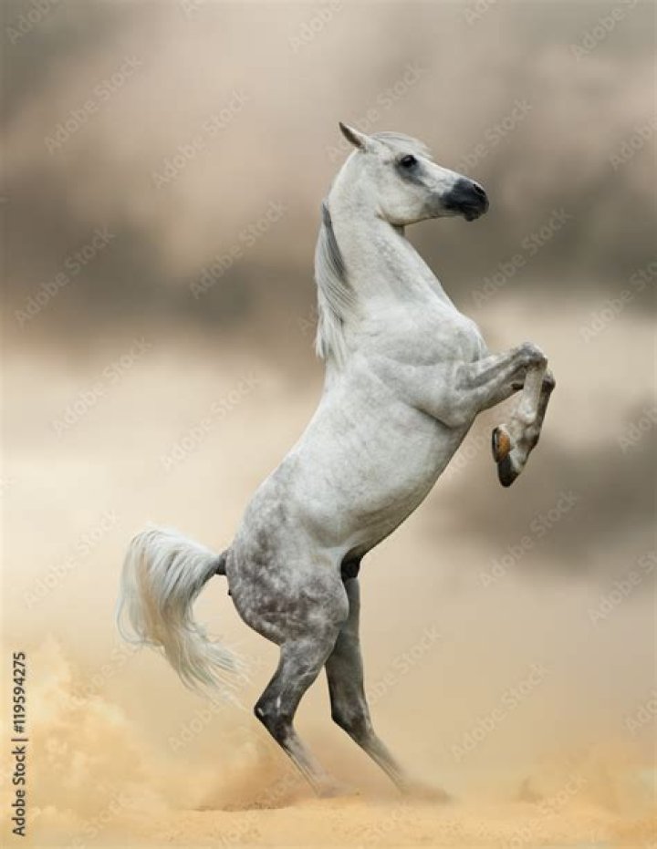 polish arabian horse rearing in the forest