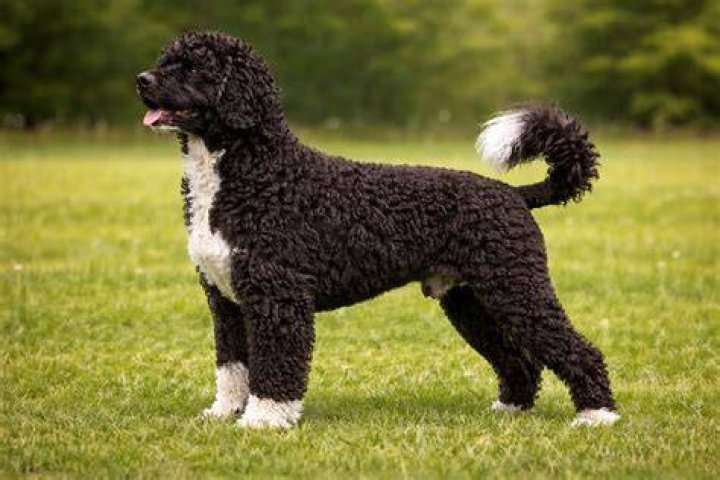 portuguese water dog in the forest