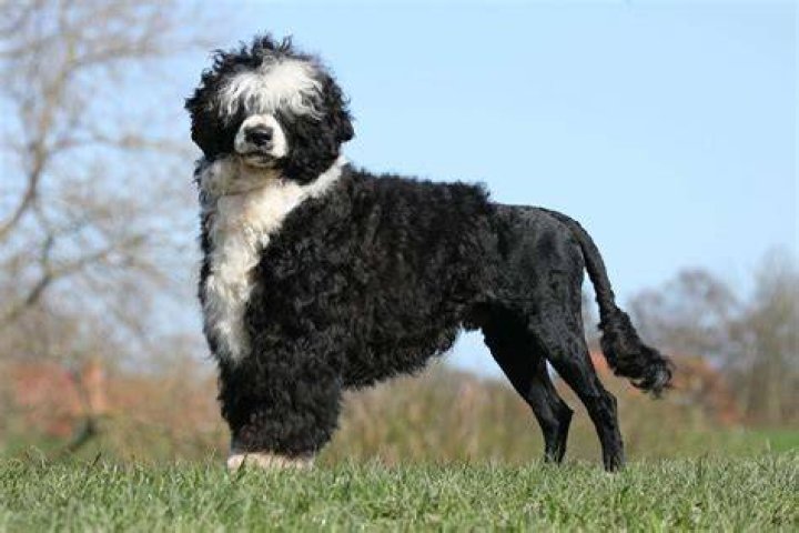 portuguese water dog standing outdoor