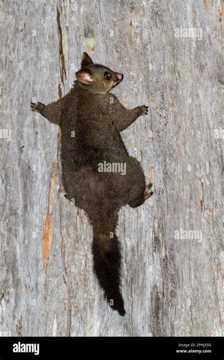 Possum in tree