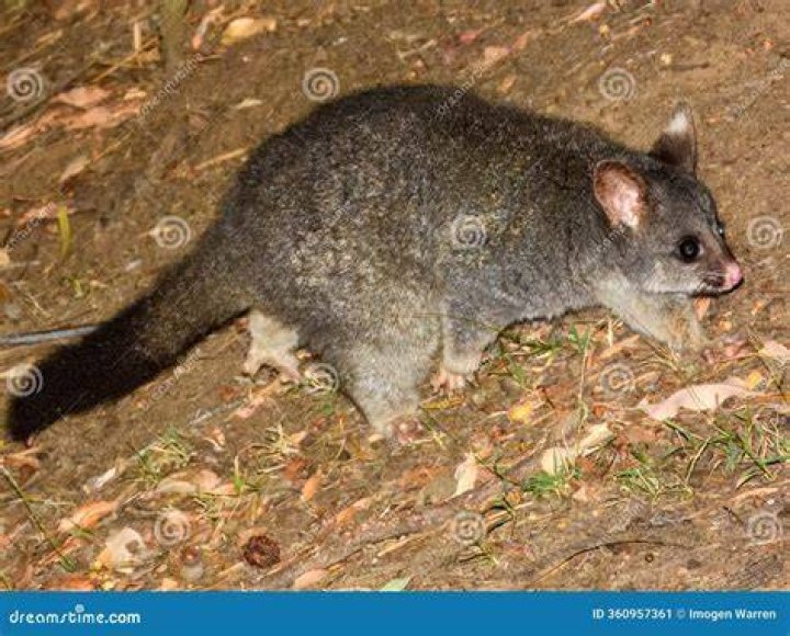 possum on the ground