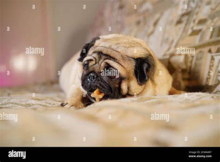 pug chewing dental treat