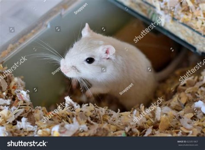 Pure white gerbil sitting on wood-chip bedding in cage