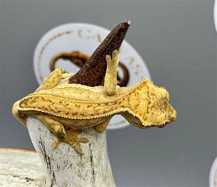 Quadstripe Crested Gecko
