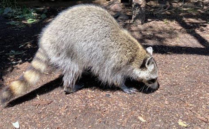 raccoon featured