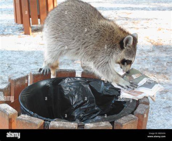 racoon in the garbage