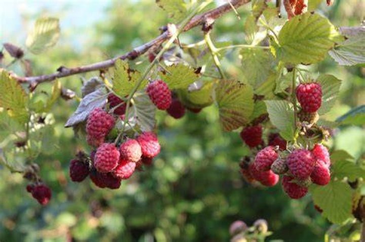 Raspberries Grow on Bushes in Red Dead Redemption 2