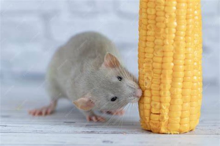 Rat close up eating corn near pumpkin_Torook_Shutterstock