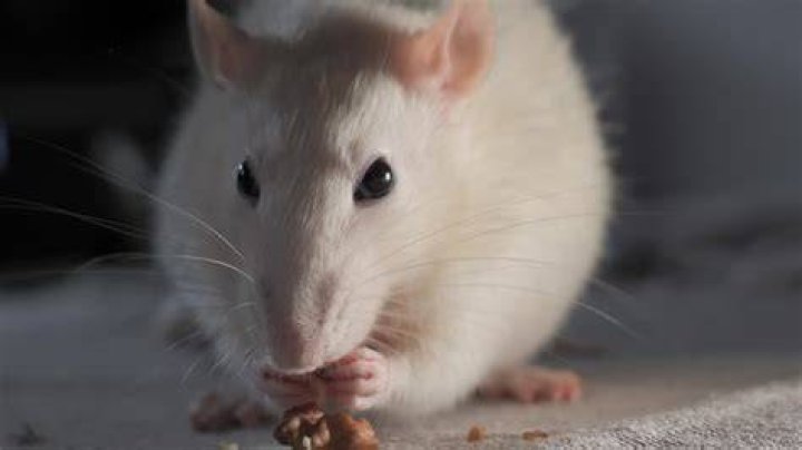 Rat eating bread_Artsiom P_Shutterstock