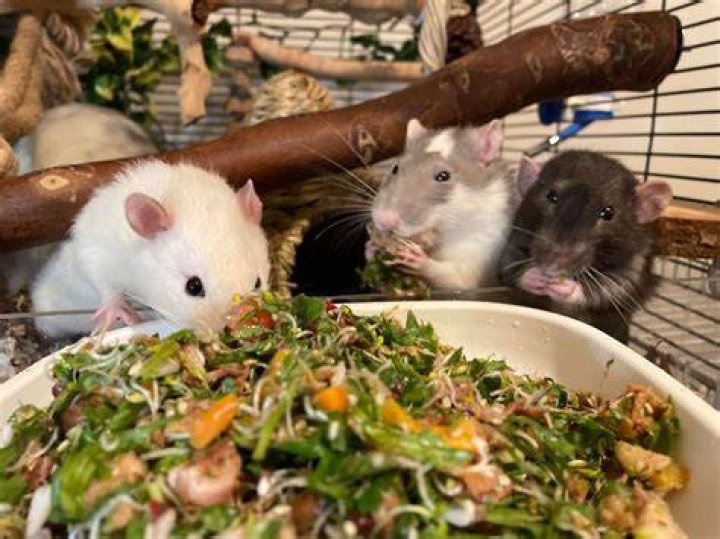 rats eating