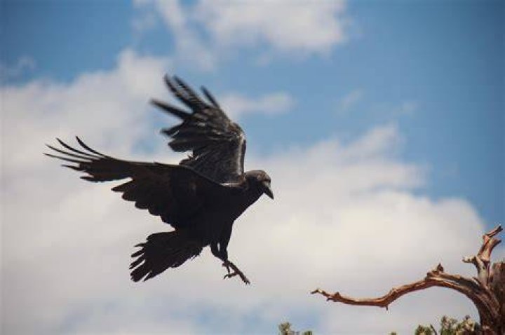 raven flying