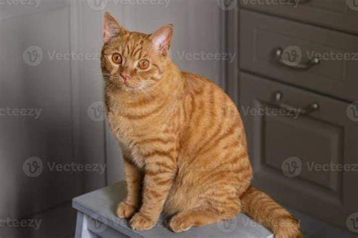 red tabby cat sits on the background of the sea