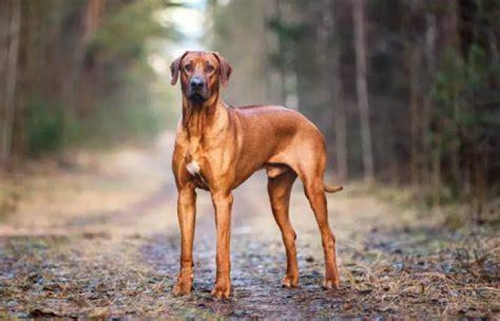 Rhodesian Ridgeback dog outdoors
