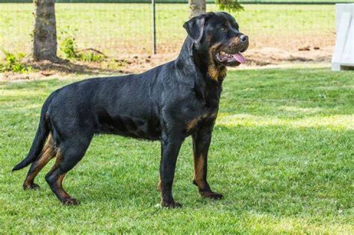 roman rottweiler