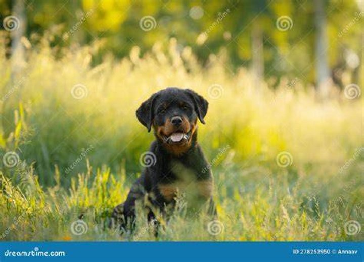 Rottweiler dog on the grass