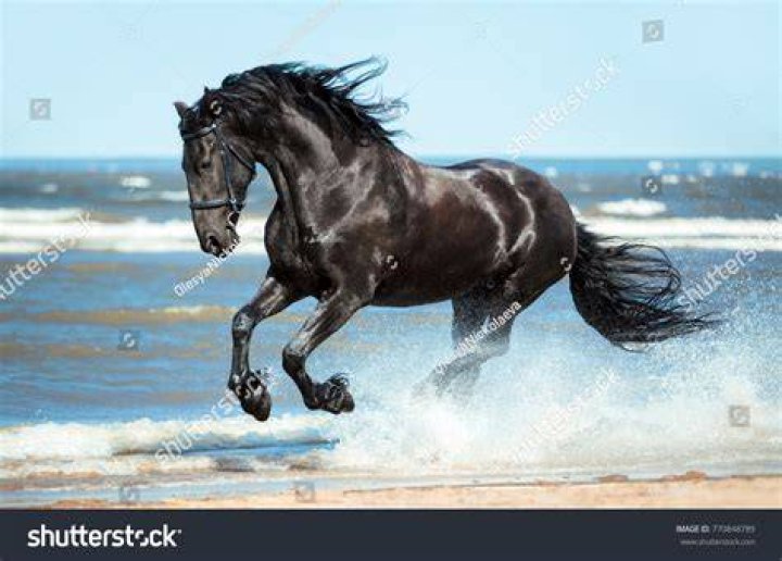 Running gallop black Friesian horse