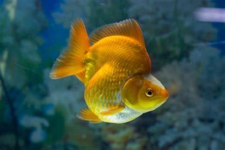 Ryukin Goldfish_Ek Ing, Shutterstock