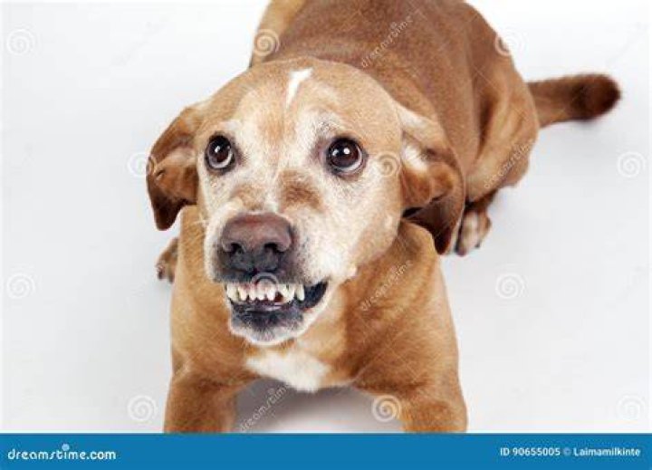 Scared dog lying on the floor