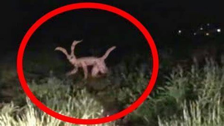 Scary Creatures That May Actually Exist Slapped Ham