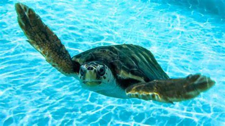 sea turtle swimming