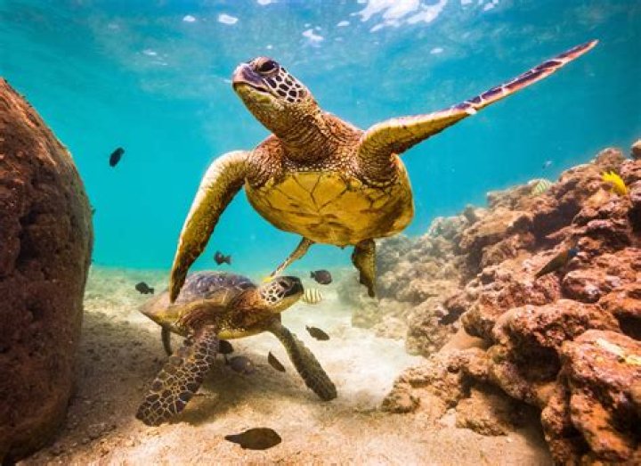 sea turtles