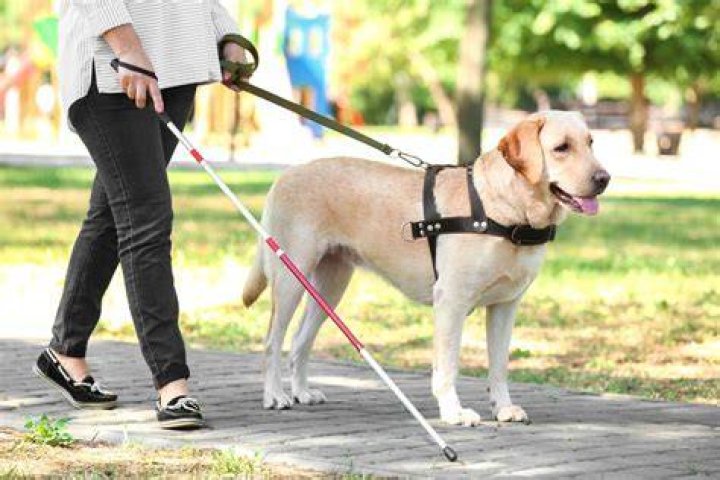 service dog helping a blind woman