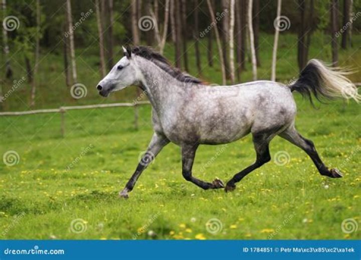 shagya arabian horse running in the meadow