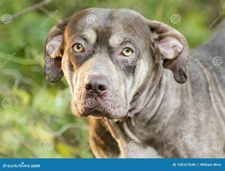 Shar Pei Pitbull mixed breed dog