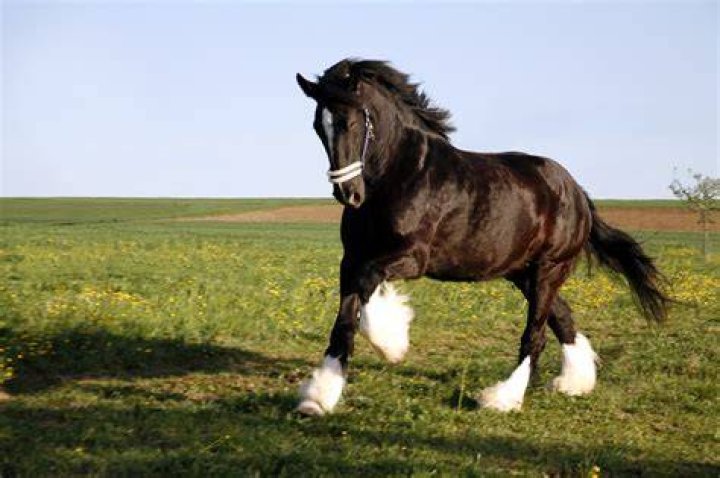 Shire Horse_Alexas_Fotos, Pixabay