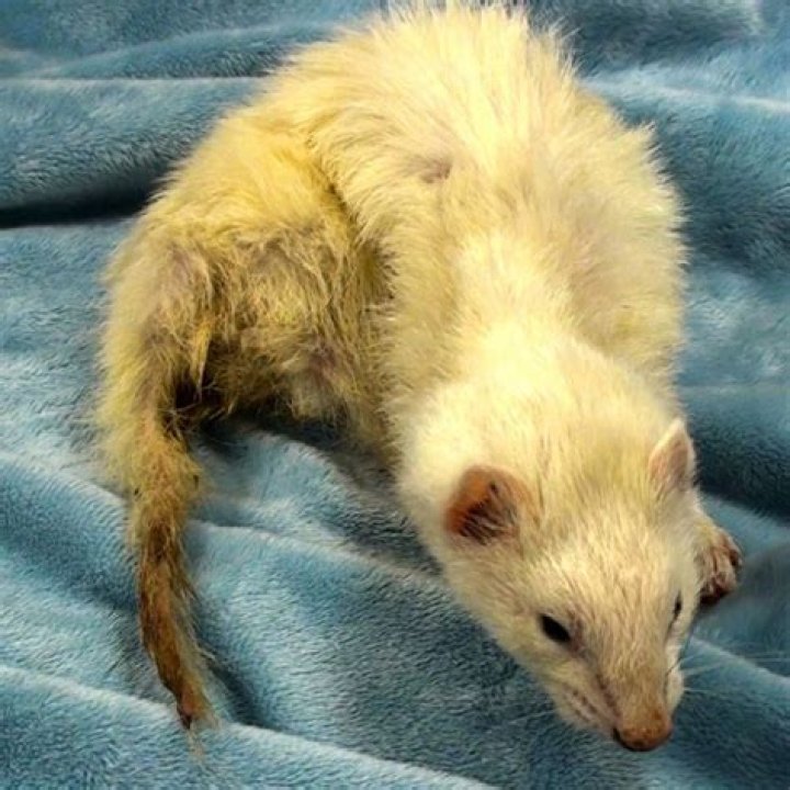 Sick Ferret