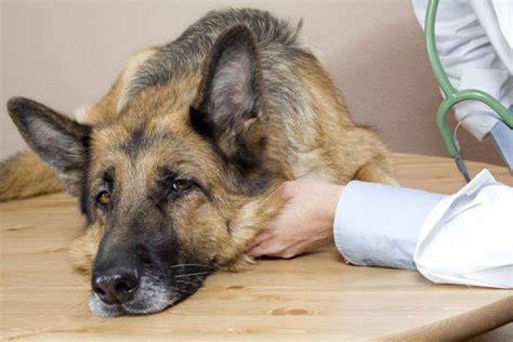 sick german shepherd dog lying on the floor