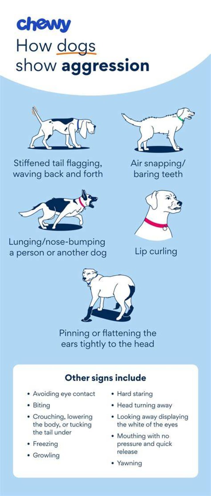 Small dog aggression