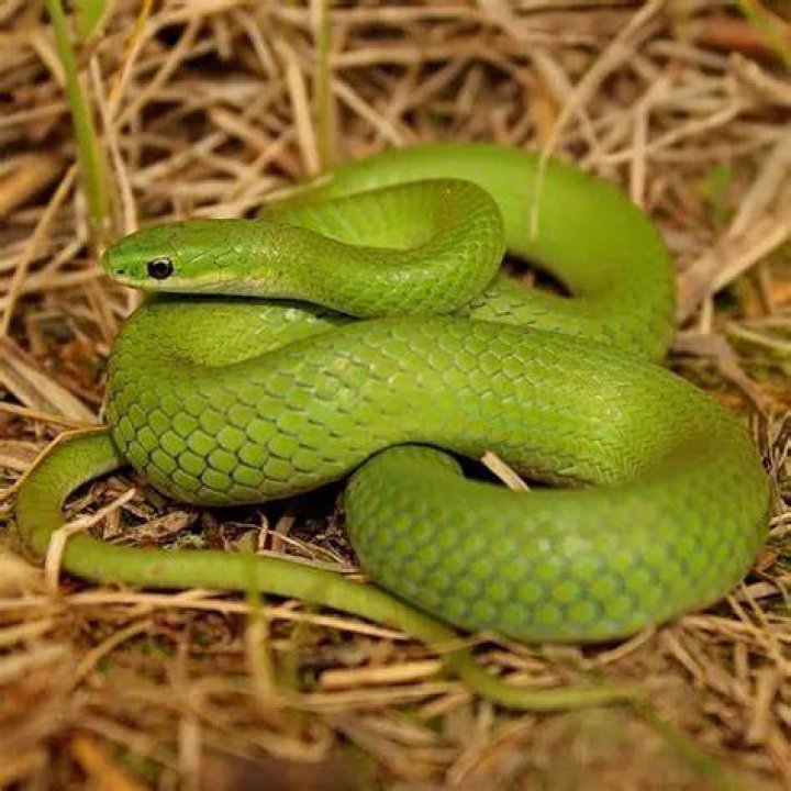 Smooth Green Snake