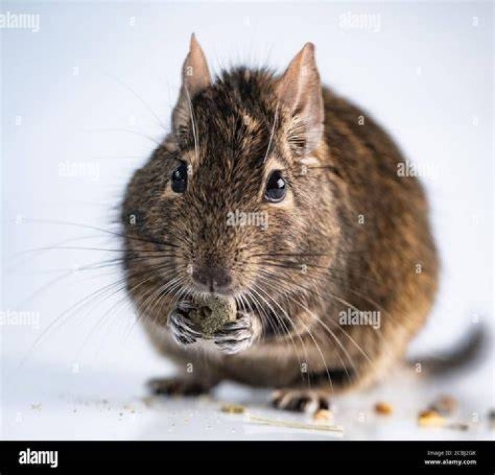 Squirrel degu eating food