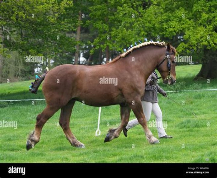 Suffolk Punch horse trotting up
