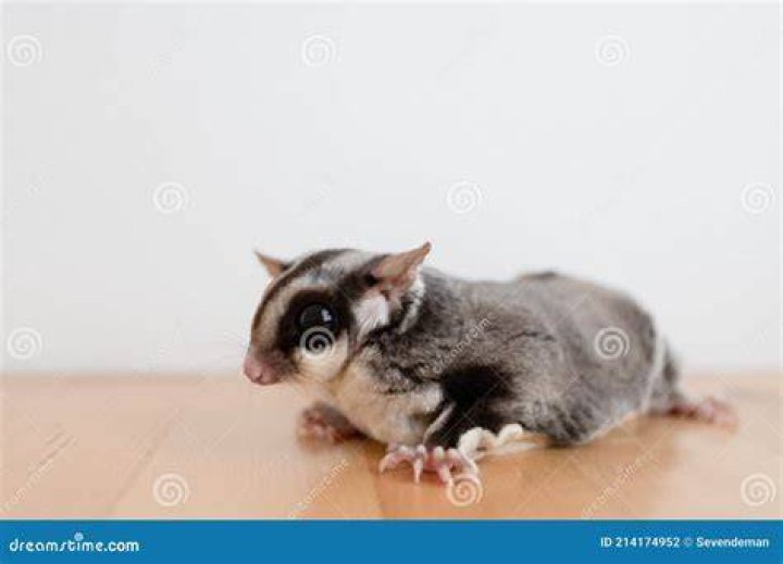 sugar glider on wooden table
