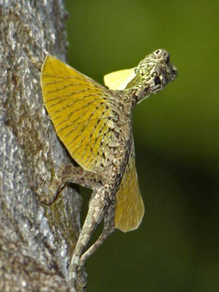Sulawesi Lined Gliding Lizard