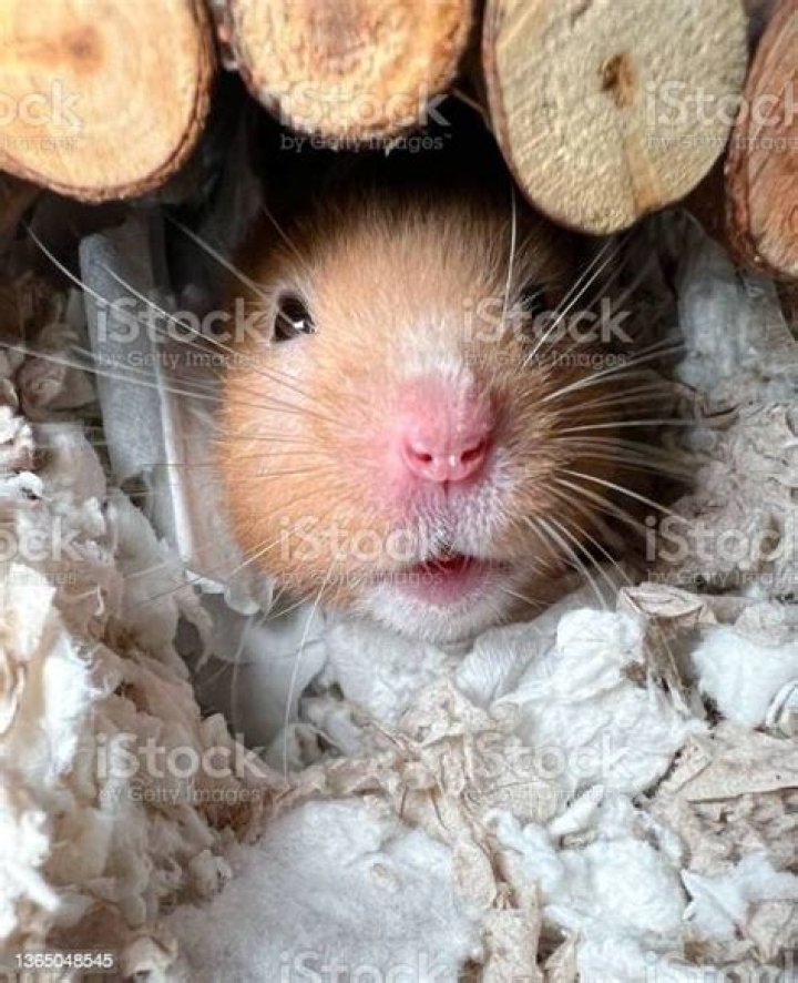 Syrian hamster peeking