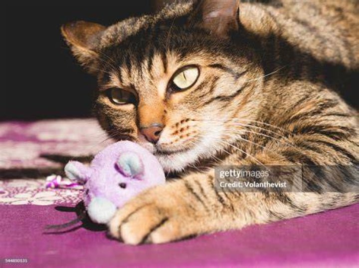 tabby cat playing an interactive toy outdoor