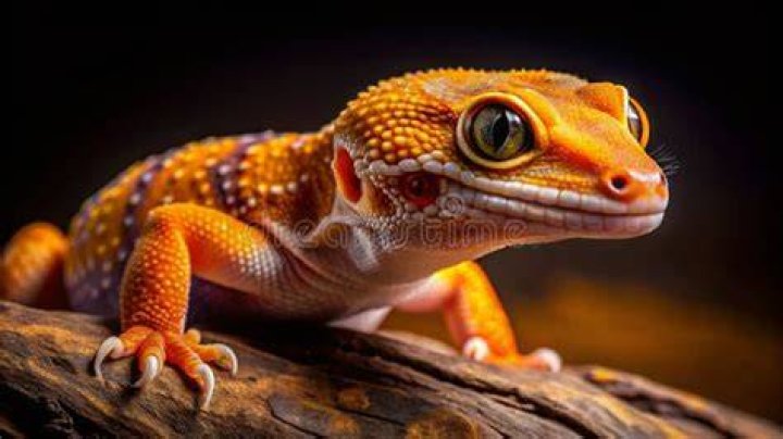 tangerine leopard gecko close up