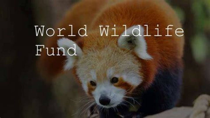 The World Wildlife Fund