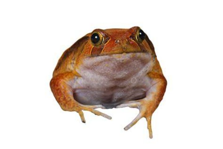 Tomato Frog Close Up