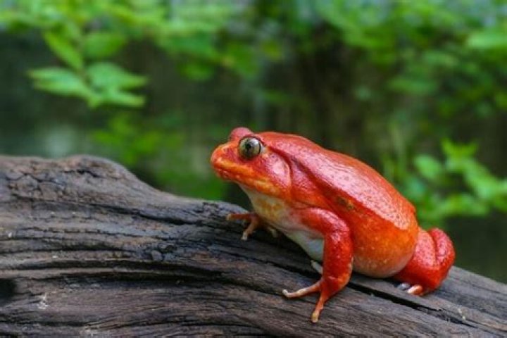 tomato frog on the root of a tree