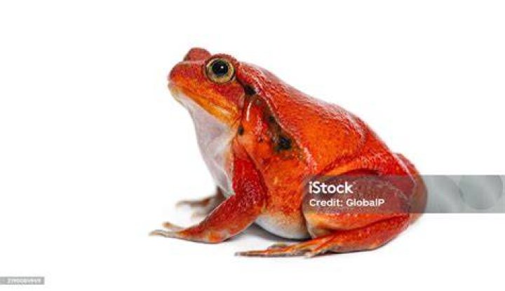 Tomato Frog Side View