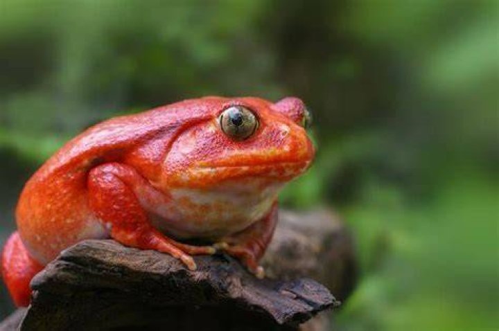 Tomato Frog