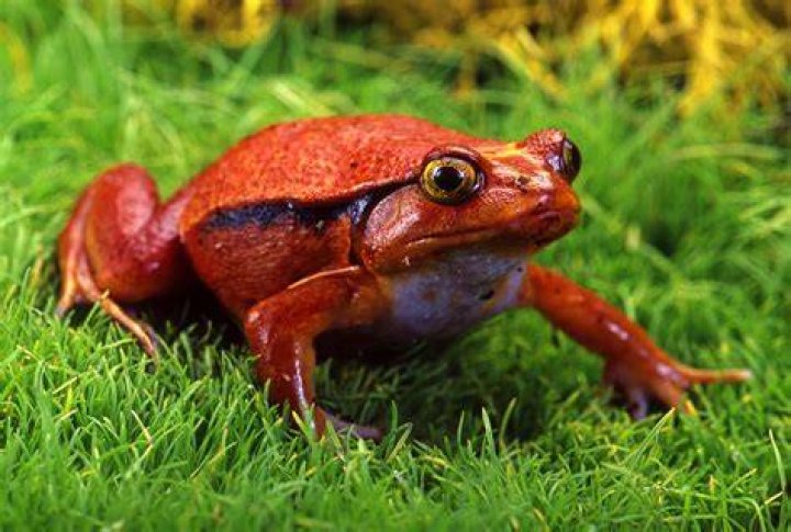 Tomato Toad Frog