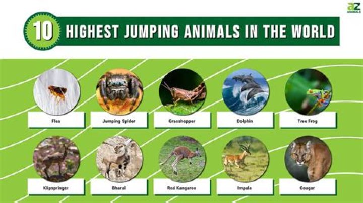 Top 10 highest jump in football