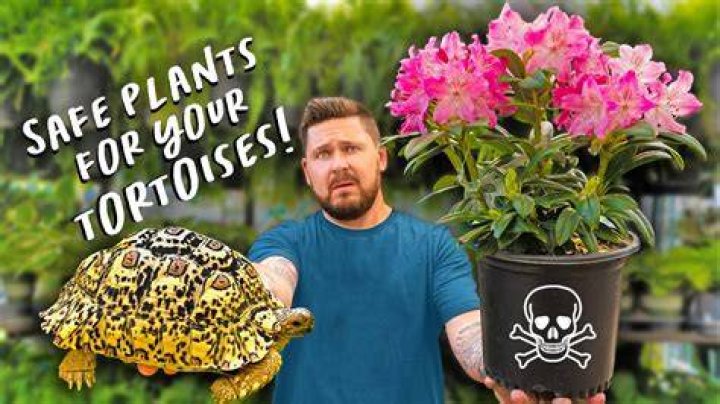 Tortoises, birding, free plants set for Hays Nature Preserve's Earth