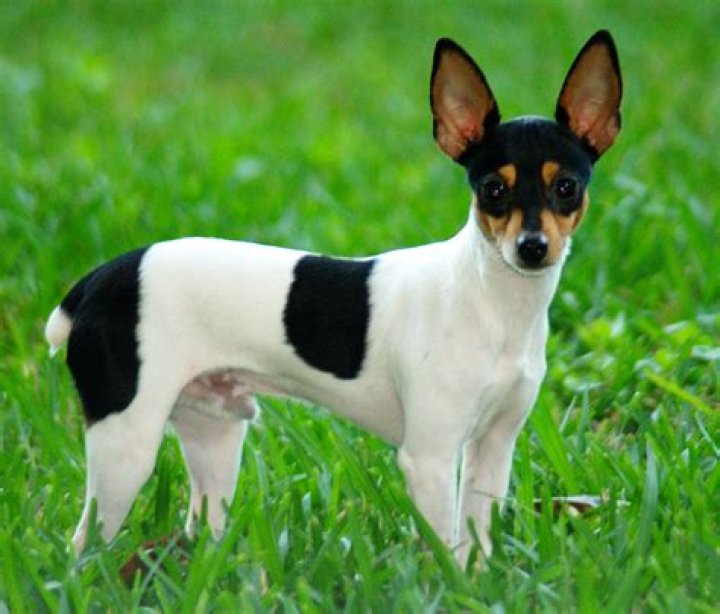 Toy fox terrier in the summer